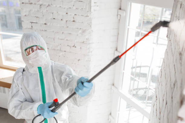 Best Water Damage & Mold Remediation  in Van Horn, TX
